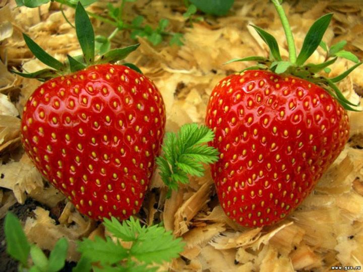 Јагоди близначки