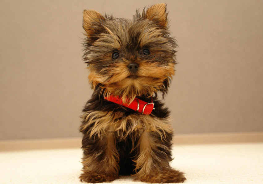 Слатки животни на вашиот Facebook Профил