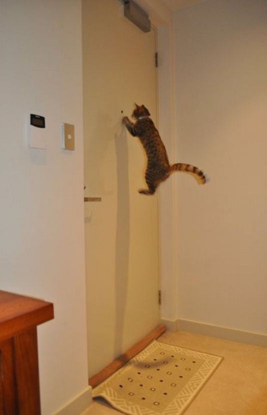 Кој чука на порти