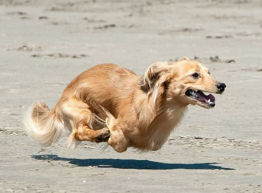 Слатко куче