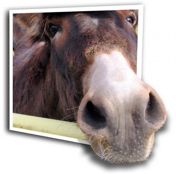 Приказна за едно магаре