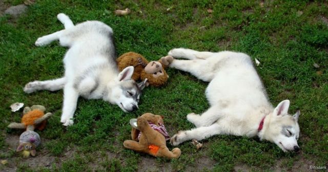 Слики од преслатки животни 02