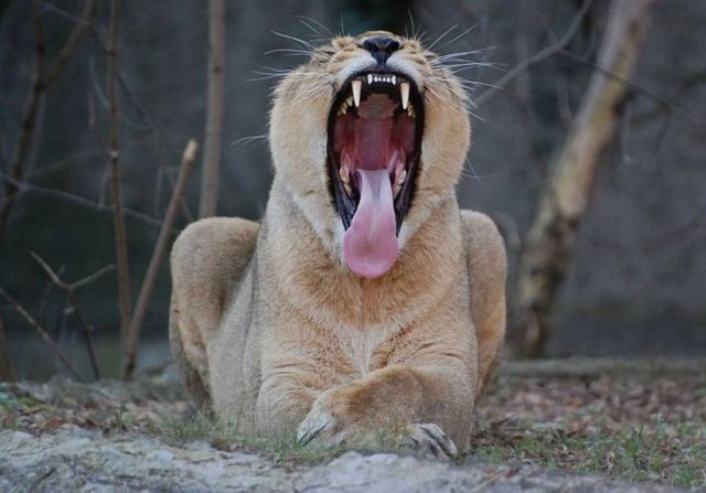 Слики од преслатки животни 06