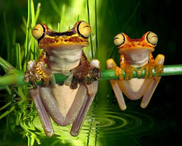 Слики од преслатки животни 10