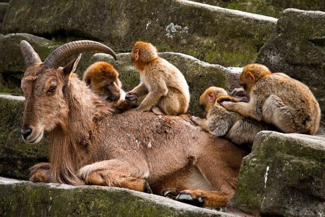 Слики од преслатки животни 11