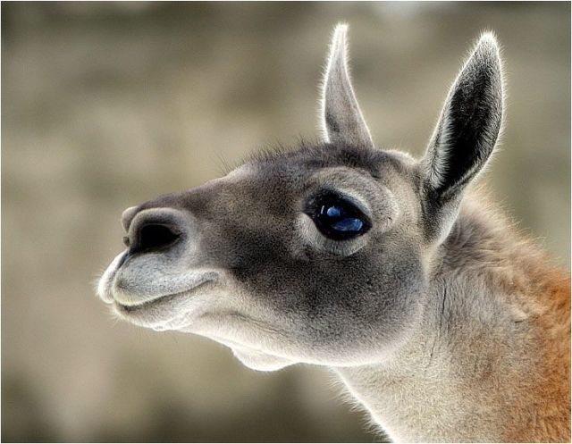 Слики од преслатки животни 12