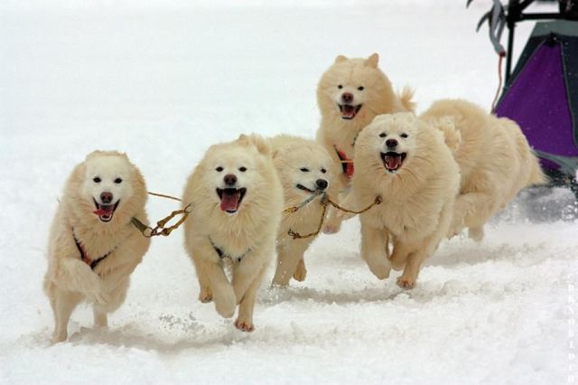 Слатки и луди животни 1