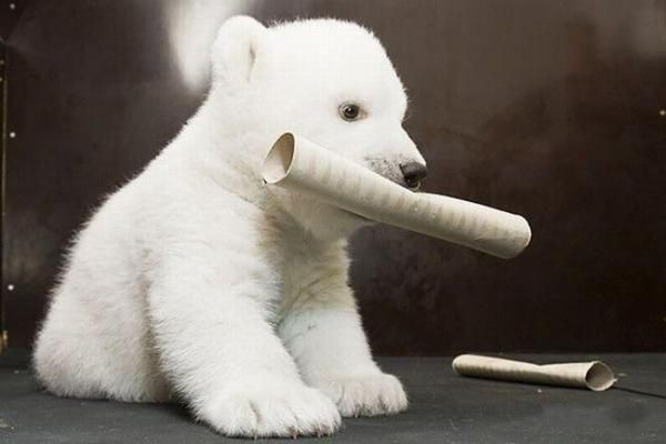 Слатки и луди животни 18