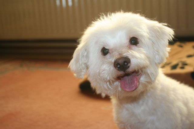 Слатки животни