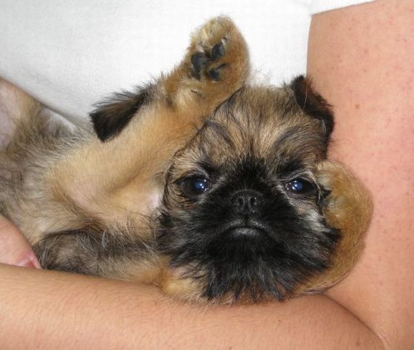 Слатки и луди животни 25