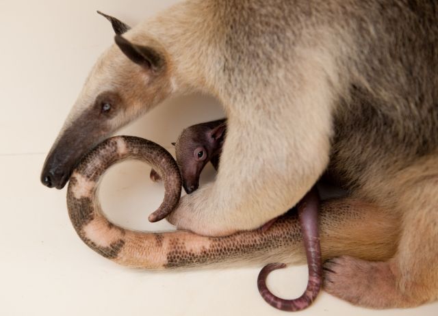 Слатки и луди животни 26