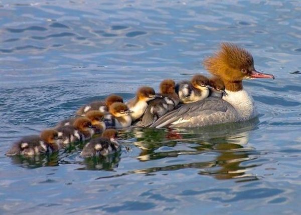 Слатки и луди животни 30