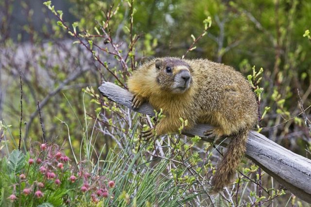 Слатки и смешни животни 03