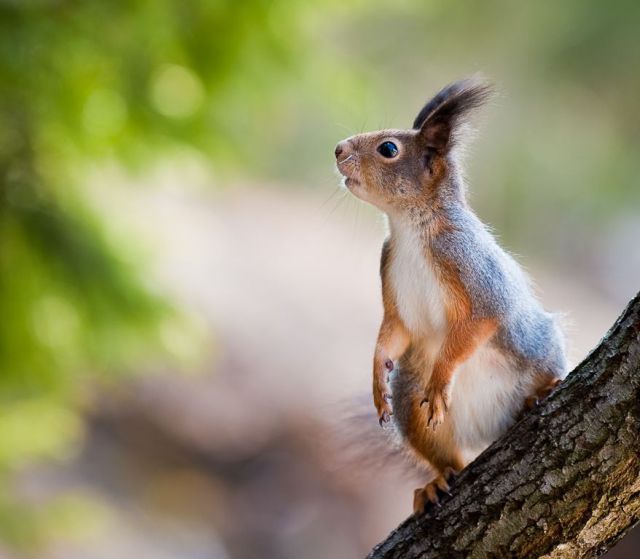 slatki i_smesni_zivotni_04