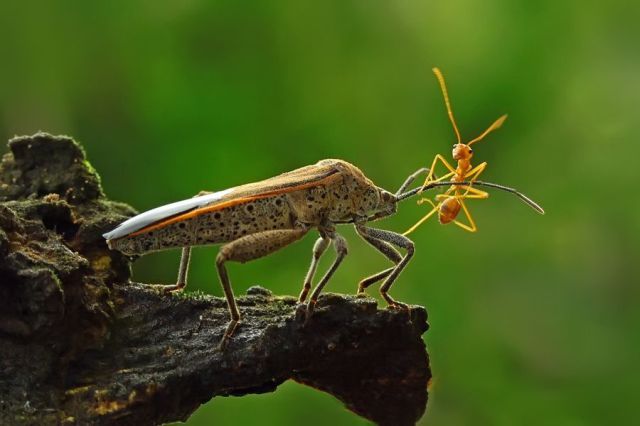 slatki i_smesni_zivotni_07