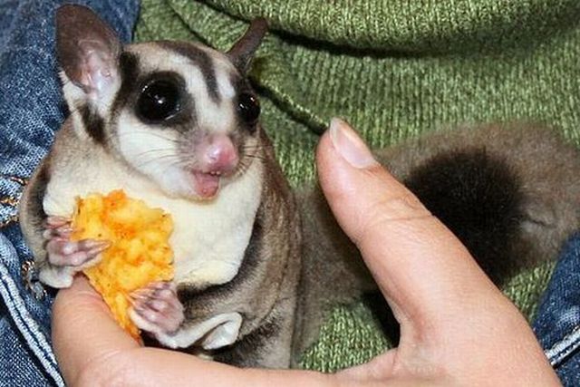 Слатки и смешни животни 08