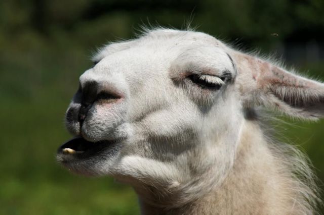 Слатки и смешни животни 09