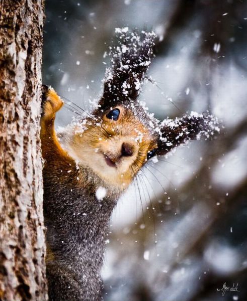 Слатки и смешни животни 12