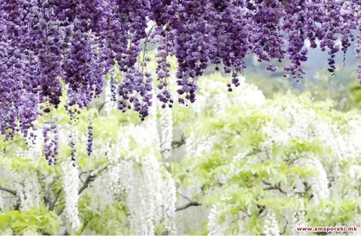 Kawachi Fuji Јапонија 03