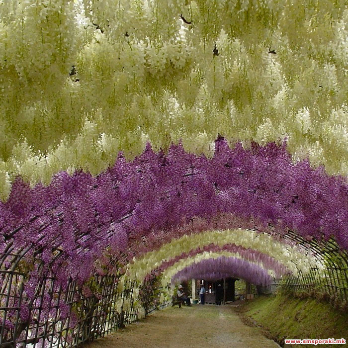 Kawachi Fuji Јапонија 06