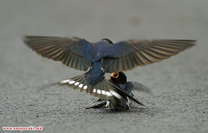 Две ластовички