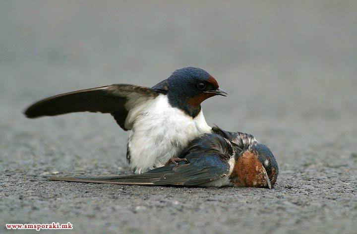 Љубовна приказна од Франција